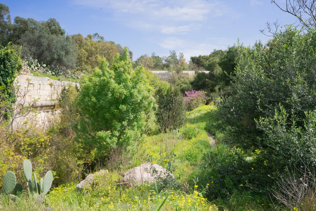 Die Fotografie zeigt eine grüne Landschaft mit Sträuchern, Bäumen und Kakteen. Die Natur überwuchert alte Gemäuer. Im oberen Hintergrund des Bildes ist der hellblaue Himmel mit dünnen Wolken. Die Qualität des Fotos ist körnig, die Farben sehr dynamisch und satt.